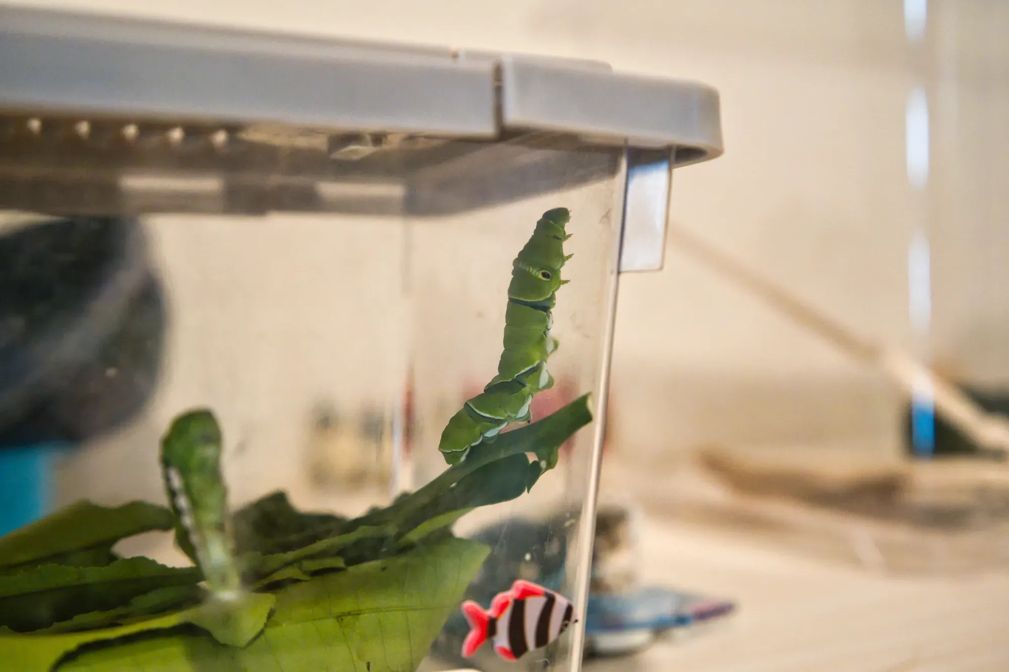 ナミアゲハの幼虫