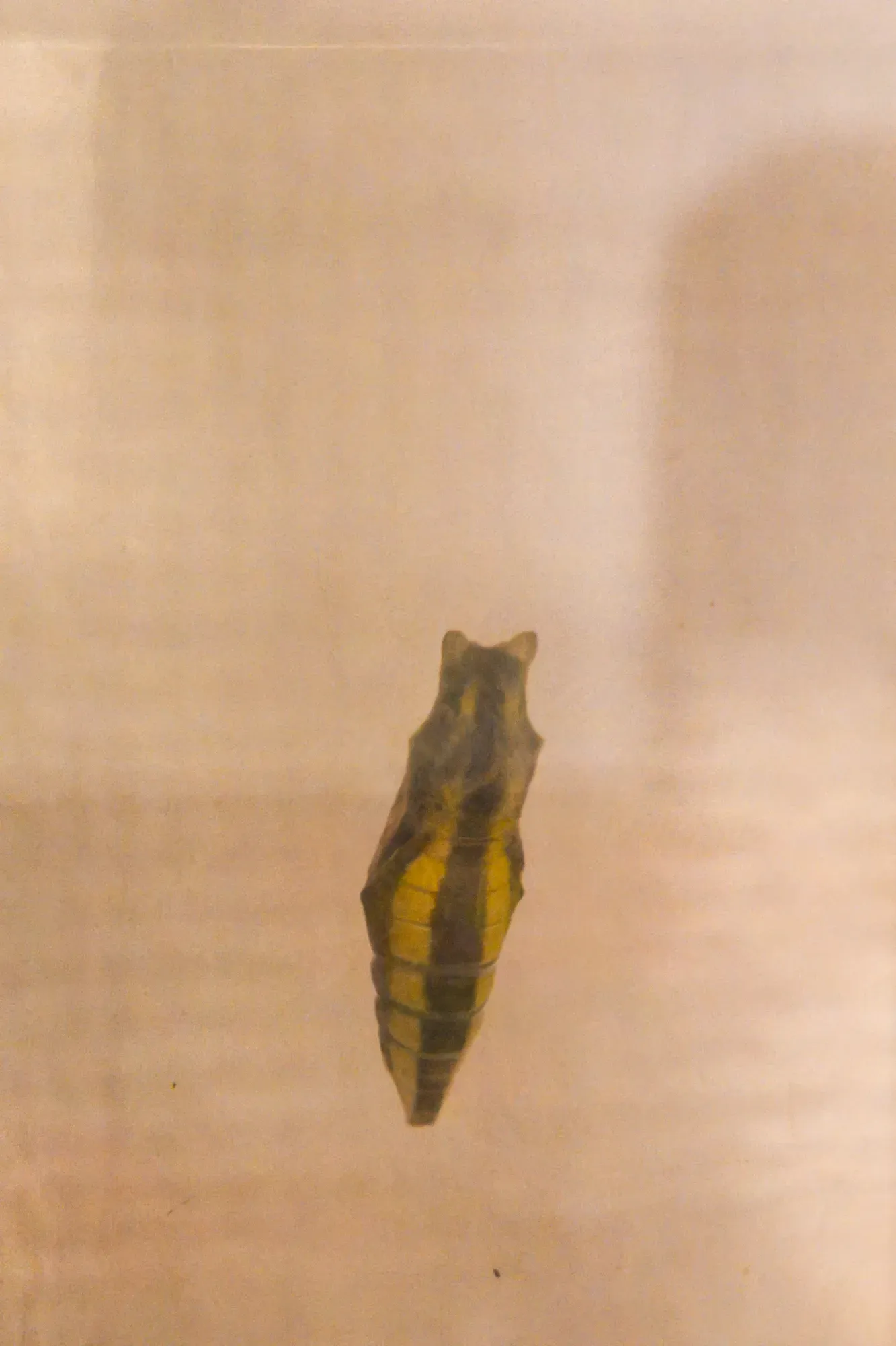 ナミアゲハのサナギ