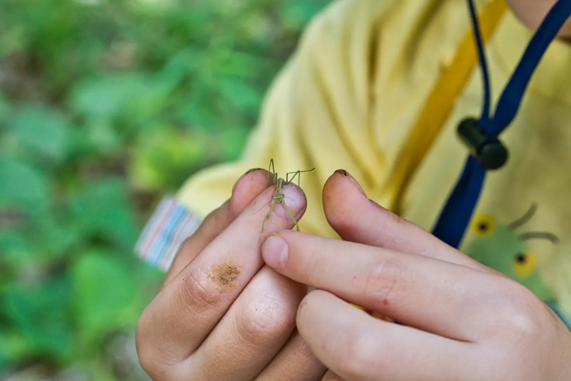 カマキリ（幼虫）