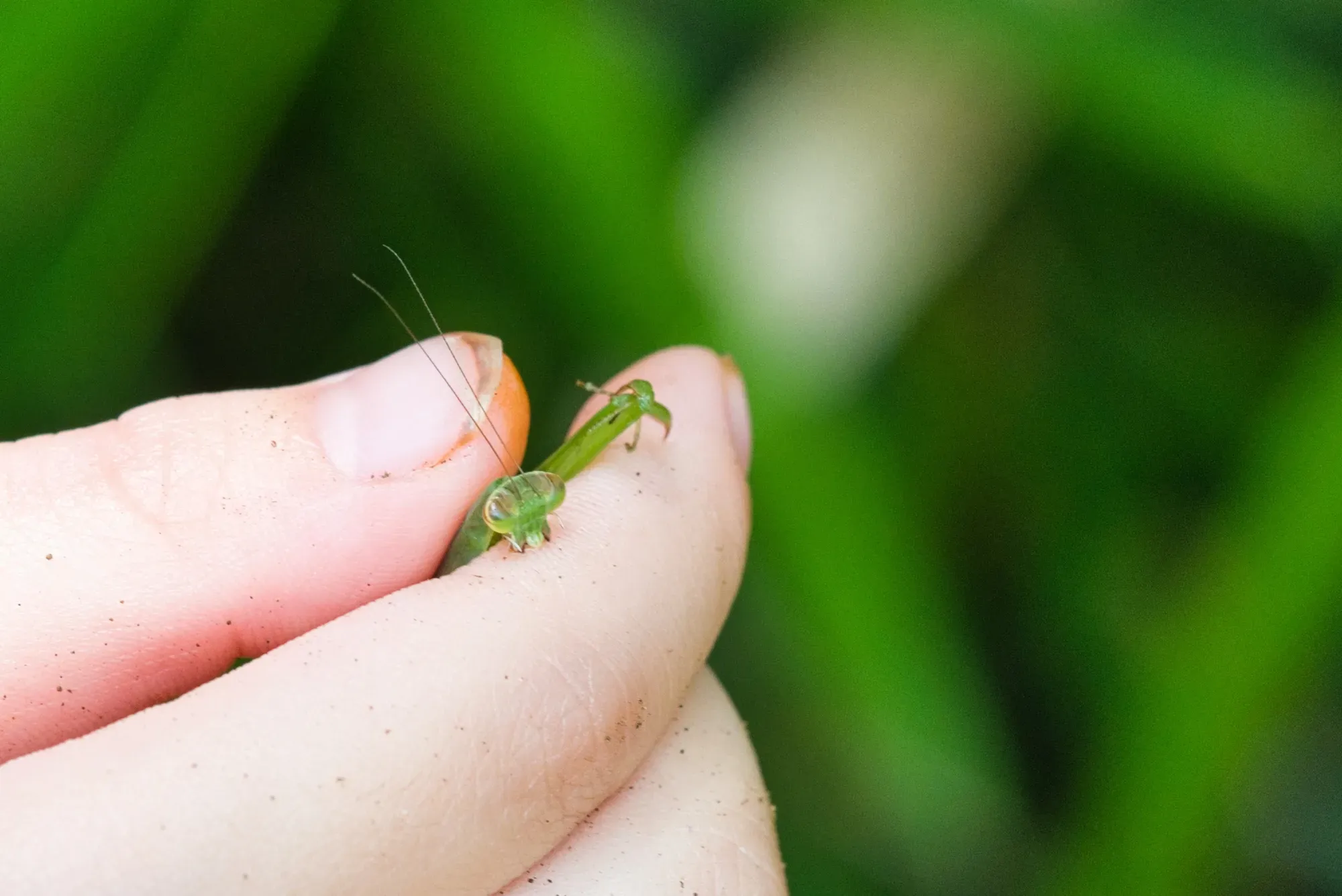 オオカマキリ