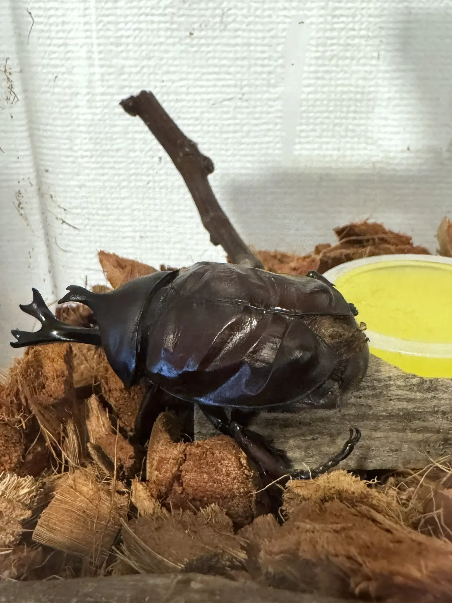 カブトム