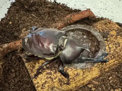 我が家のカブトムシが亡くなった話