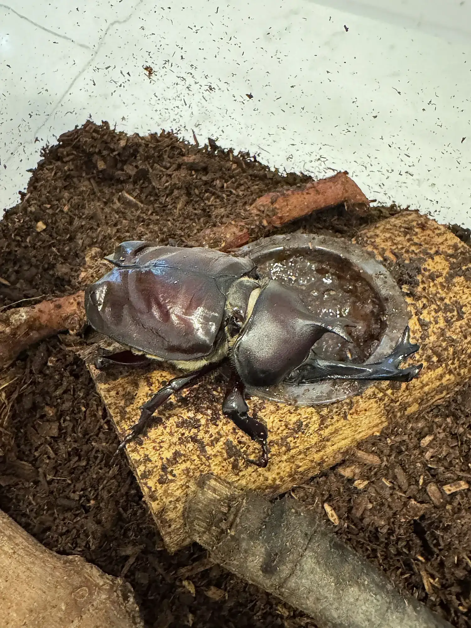 我が家のカブトムシが亡くなった話