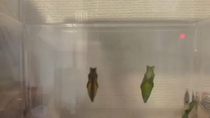 ナミアゲハの羽化